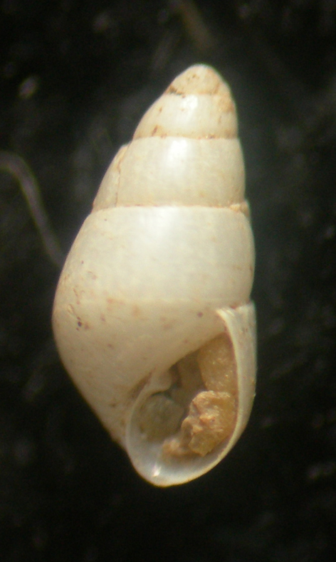 odostomia